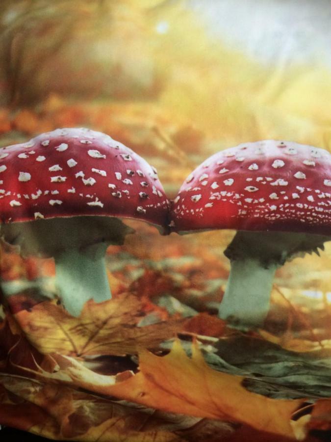 Апартаменты Au Coeur De La Flandre Noordpeene Экстерьер фото